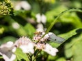 Bee feeding , flying and stingking on flowers in a park, outdoor