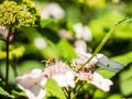 Bee feeding , flying and stingking on flowers in a park, outdoor