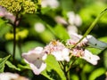 Bee feeding , flying and stingking on flowers in a park, outdoor