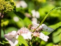 Bee feeding , flying and stingking on flowers in a park, outdoor