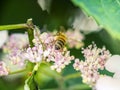 Bee feeding , flying and stingking on flowers in a park, outdoor