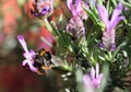 A bee feeding on a lavendar flower