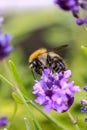 Bee feeding on lavendel