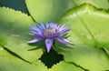 Bee feeding nectar on purple lotus pollen blooming in water Royalty Free Stock Photo