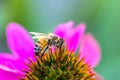 Bee feeding nektar on Honey bees in the garden on purple coneflower