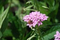 Bee feeding on pale pink candytuft, how to grow candytufts