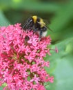 Bumble Bee feeding on pink flower