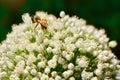 A Bee feeding on a flowers plant Royalty Free Stock Photo