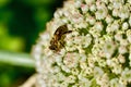A Bee feeding on a flowers plant Royalty Free Stock Photo