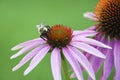 Close up of a bee pollinating a purple cone flower Royalty Free Stock Photo