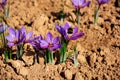 Bee feeding on saffron flower