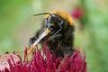 Bumble Bee feeding on thistle Royalty Free Stock Photo