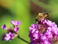 Bee feeding on a verbena flower Royalty Free Stock Photo