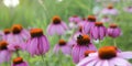 Bee feeding on violet and orange flowers Royalty Free Stock Photo