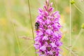 Bee feeding on wild spotted orchid inflorescence, the Netherlands
