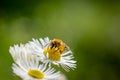 A bee feeds on Eastern daisy fleabane Erigeron annuus Royalty Free Stock Photo