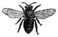 Bee Feeler, vintage illustration