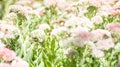 Bee in Field of Pink Flowers Royalty Free Stock Photo