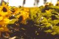 bee in a field sunflowers in summer Royalty Free Stock Photo