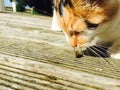 Bee fighting a cat Royalty Free Stock Photo