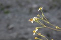 Bee finding food in the flowers Royalty Free Stock Photo