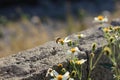 Bee finding food in the flowers Royalty Free Stock Photo