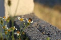 Bee finding food in the flowers Royalty Free Stock Photo