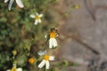 Bee finding food in the flowers Royalty Free Stock Photo