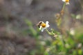 Bee finding food in the flowers Royalty Free Stock Photo