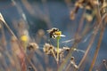 Bee finding food Royalty Free Stock Photo