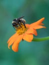 A bee finding nectar on an orange flower against a muted green background Royalty Free Stock Photo