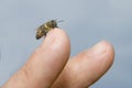 Bee on a finger Royalty Free Stock Photo