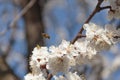 A bee flies on a flower of a fruit apricot tree on a natural background. The concept of the spring revival of nature.
