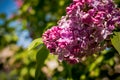 The bee flies on the flowers of the lilac.spring purple flowers of lilac in May, little bee drinking nectar, green