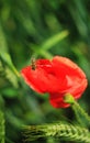 bee flies near red poppy