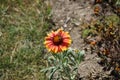 A bee flies over a red-yellow Gaillardia flower in June. Berlin, Germany Royalty Free Stock Photo