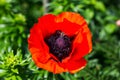 Bee flies on a red poppy on a green background in the garden