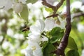 The bee flies to the apple blossom for pollination. Close-up, selective focus. The concept of a spring blooming garden