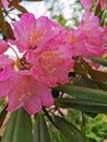 A bee flies to the flower of a pink-lilac rhododendron against the background of trees and blue sky with clouds in the botanical Royalty Free Stock Photo