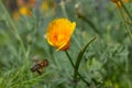 A bee flies to a flower scientific name Eschscholzia Californica. Also called California Golden Poppy. Royalty Free Stock Photo