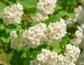 Whight flowers of Spiraea and bee Royalty Free Stock Photo
