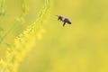 Bee Flies To The Yellow Flowers Of Sweet Clover For Nectar
