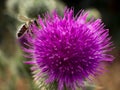 A bee flies up to a purple flower. Royalty Free Stock Photo