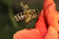 Bee in flight Apis melifera