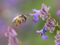bee in flight around lavender flowers