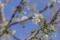 bee in flight on cherry blossom. The problem of the disappearance of bees. Royalty Free Stock Photo