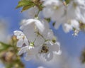 bee in flight on cherry blossom. The problem of the disappearance of bees. Royalty Free Stock Photo