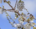 bee in flight on cherry blossom. The problem of the disappearance of bees. Royalty Free Stock Photo