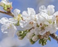 bee in flight on cherry blossom. The problem of the disappearance of bees. Royalty Free Stock Photo