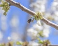 bee in flight on cherry blossom. The problem of the disappearance of bees. Royalty Free Stock Photo